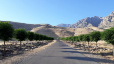 Halabja greenery efforts turned fruitful