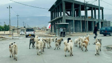 200 stray dogs poisoned in a week in Shingal (Sinjar)
