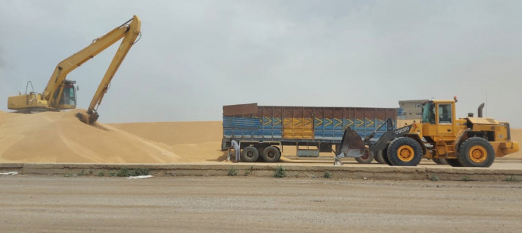 بسبب أزمة الثقة...مزارعو خانقين يفضلون بيع محاصيلهم من القمح في الأسواق بدل تسليمها للحكومة