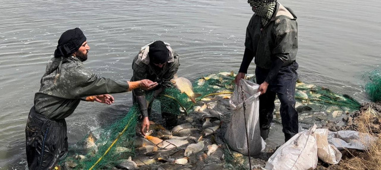 Daquq fish recorded highest price in 10 years, government intends to shut farms