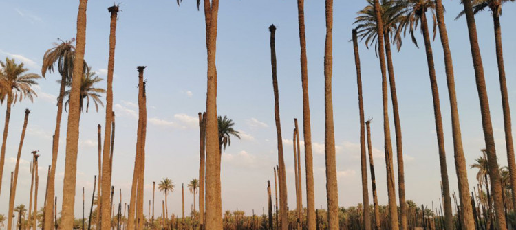 Palm tree farms turned into housing units