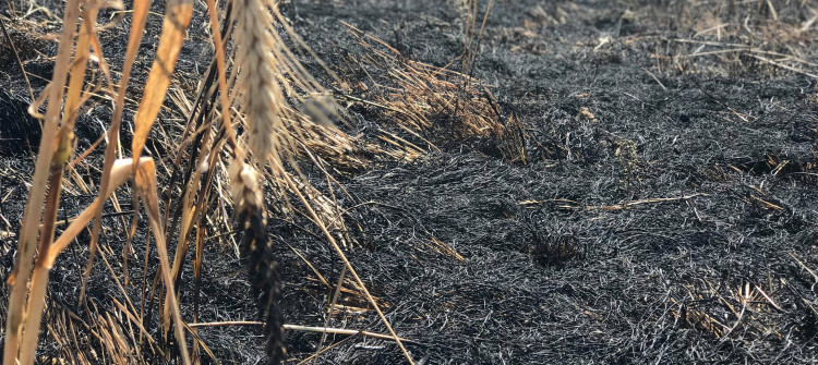 پێشتر داوای زەكات-یان لێكرابوو<br>زیاتر لە 200 دۆنم چێنراو بە گەنم سوتا