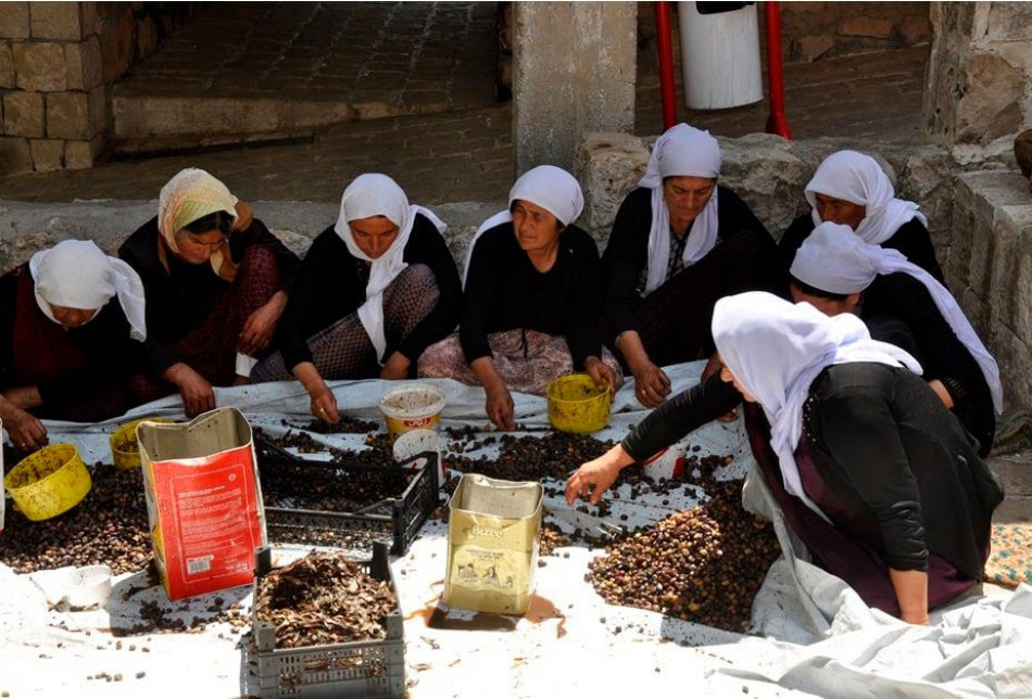  Harvesting olives and producing oil olive from it has became a part of thier annual traditional and cultural events
