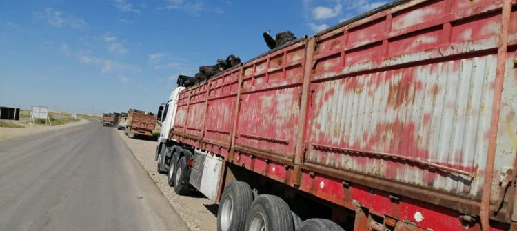 خۆپیشاندان سه‌دان گامێشی له‌ خانه‌قین به‌ ده‌ركردندا